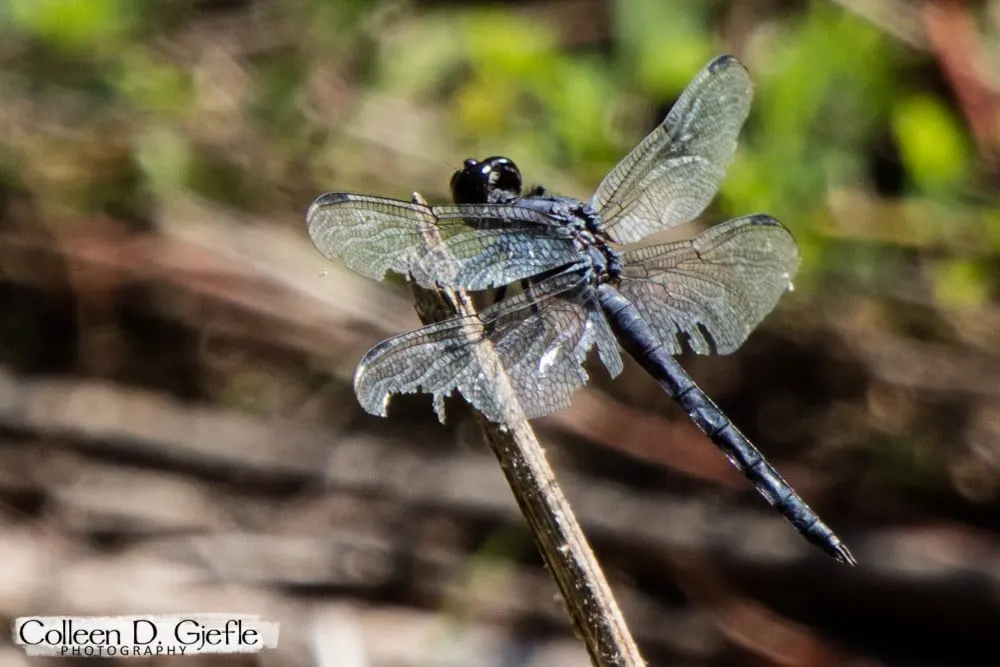 Dragonfly with ragged wings